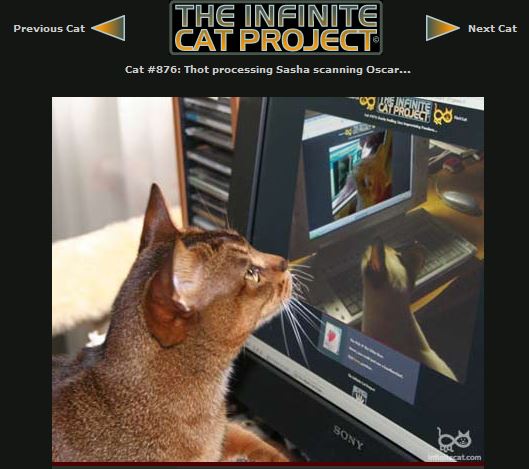 Thot on Infinite Cat